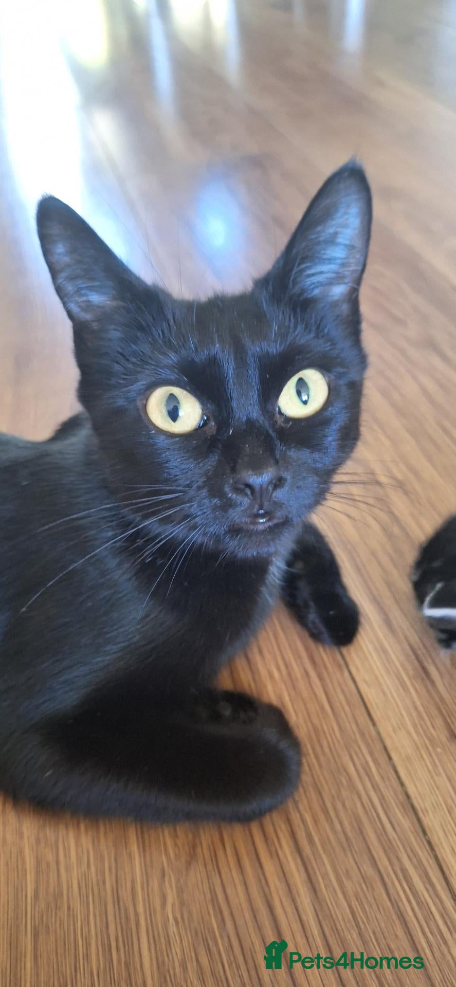 Domestic Shorthair cats Cute and cuddly kittens ready to be reserved - Advert 3