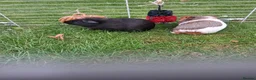 Guinea Pig rodents for sale: Guinea pigs pair 11 weeks old very friendly males - Advert 5