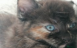 Domestic Shorthair cats for sale: Stunning kittens for sale  - Image 18