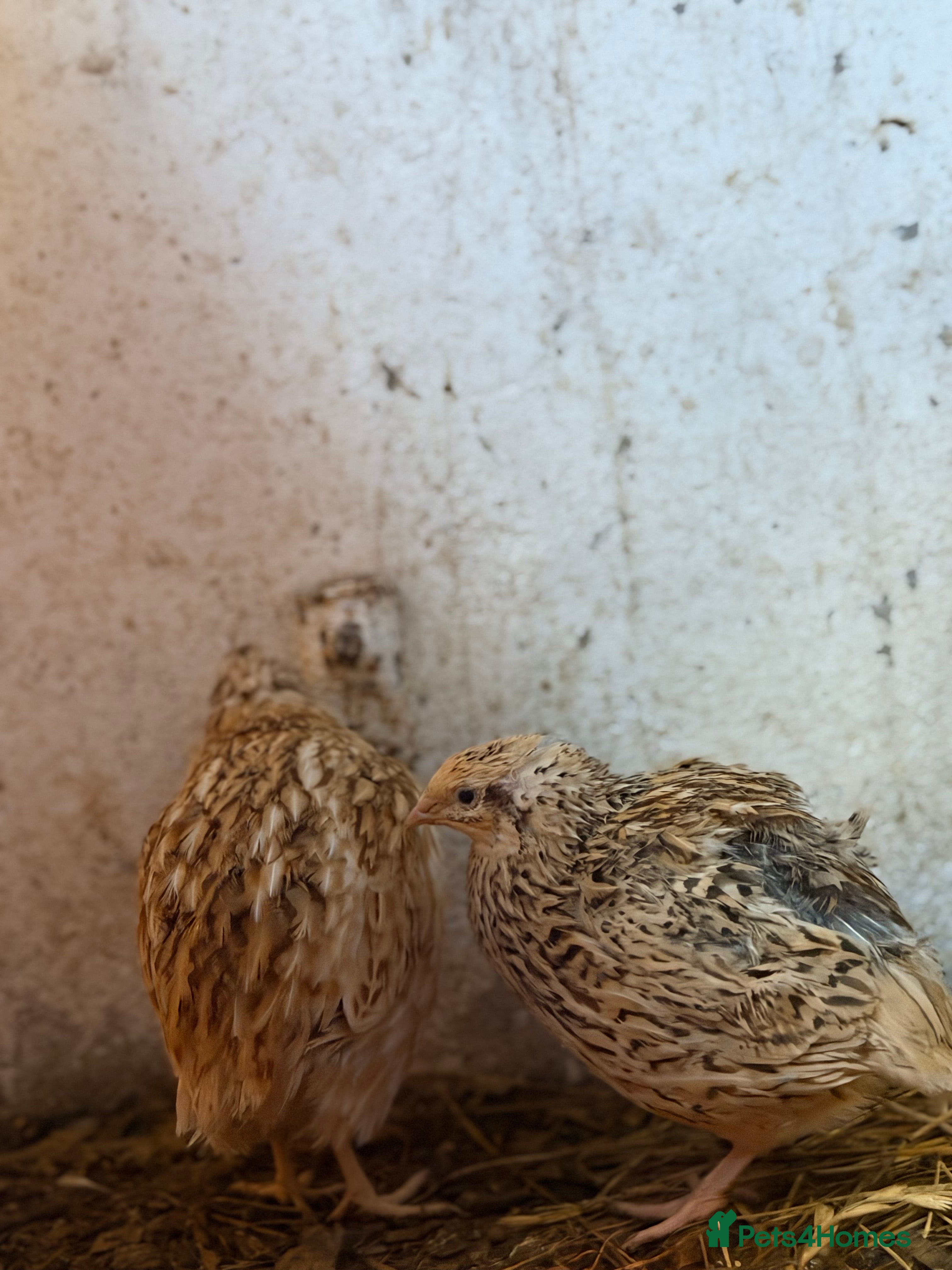 Quail poultry Quails for sale  - Advert 13