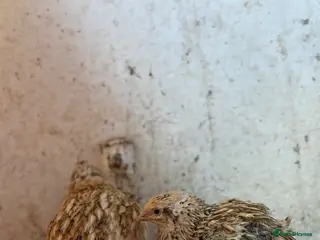 Quail poultry Quails for sale - Advert 3