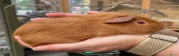 Guinea Pig rodents for sale: Lovely baby guinea pigs  - Advert 4