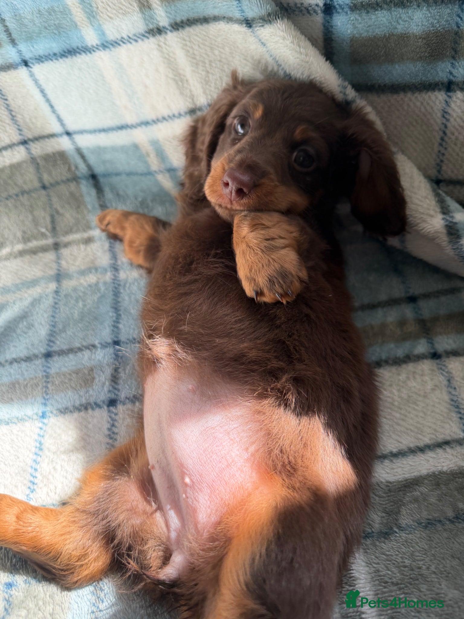 Dachshund dogs for sale: Miniature Dachshund Puppies  - Advert 20