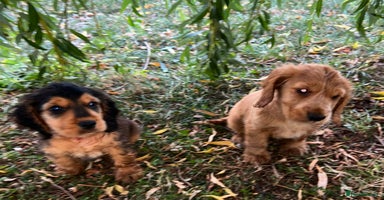 Cocker Spaniel dogs - Advert 5