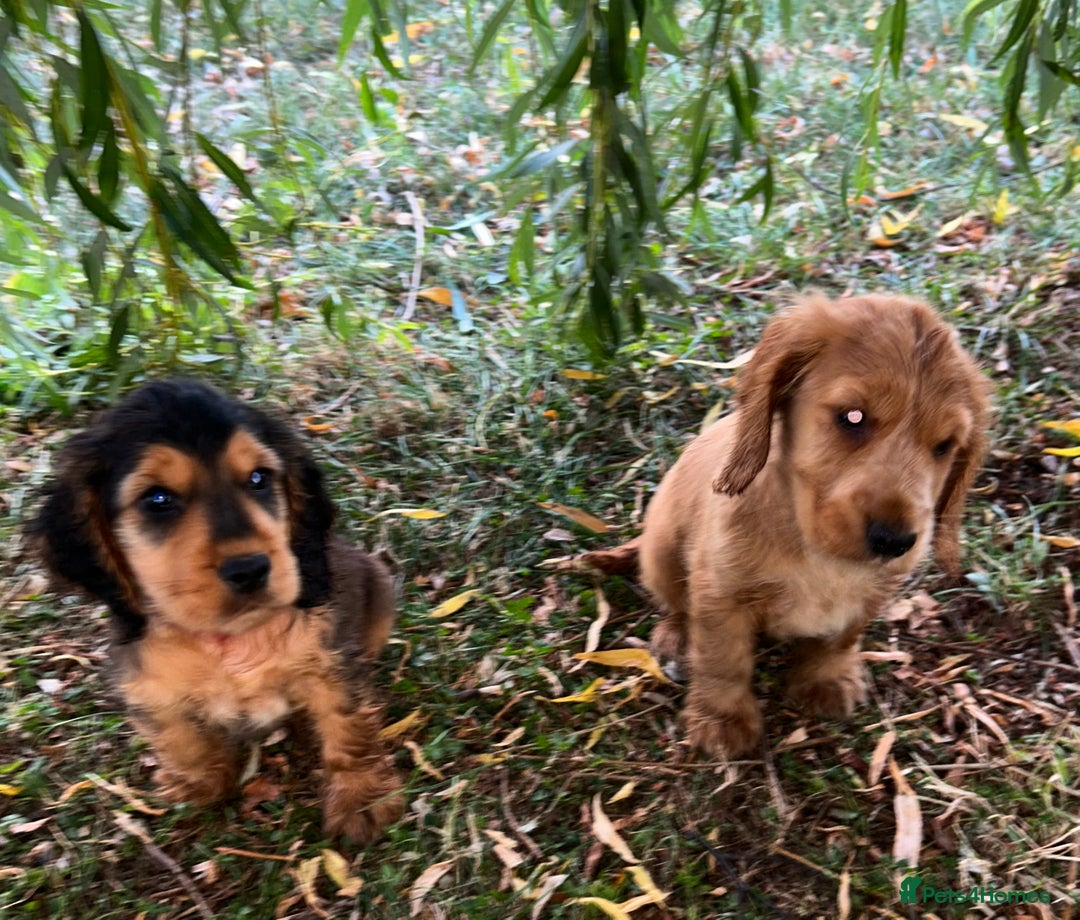 Cocker Spaniel dogs for sale: Reduced last 2 ‼️ £950 Kc reg show cocker puppies  - Image 2