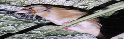 Mixed Breed birds for sale: Goldfinch  - Advert 3