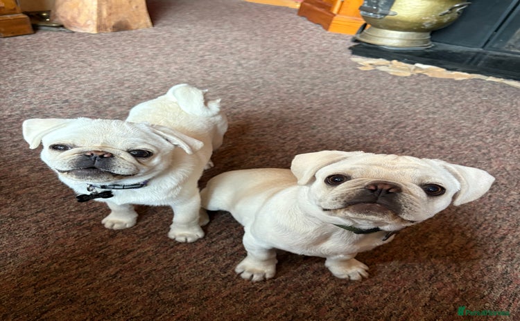 Pug dogs - Advert 1