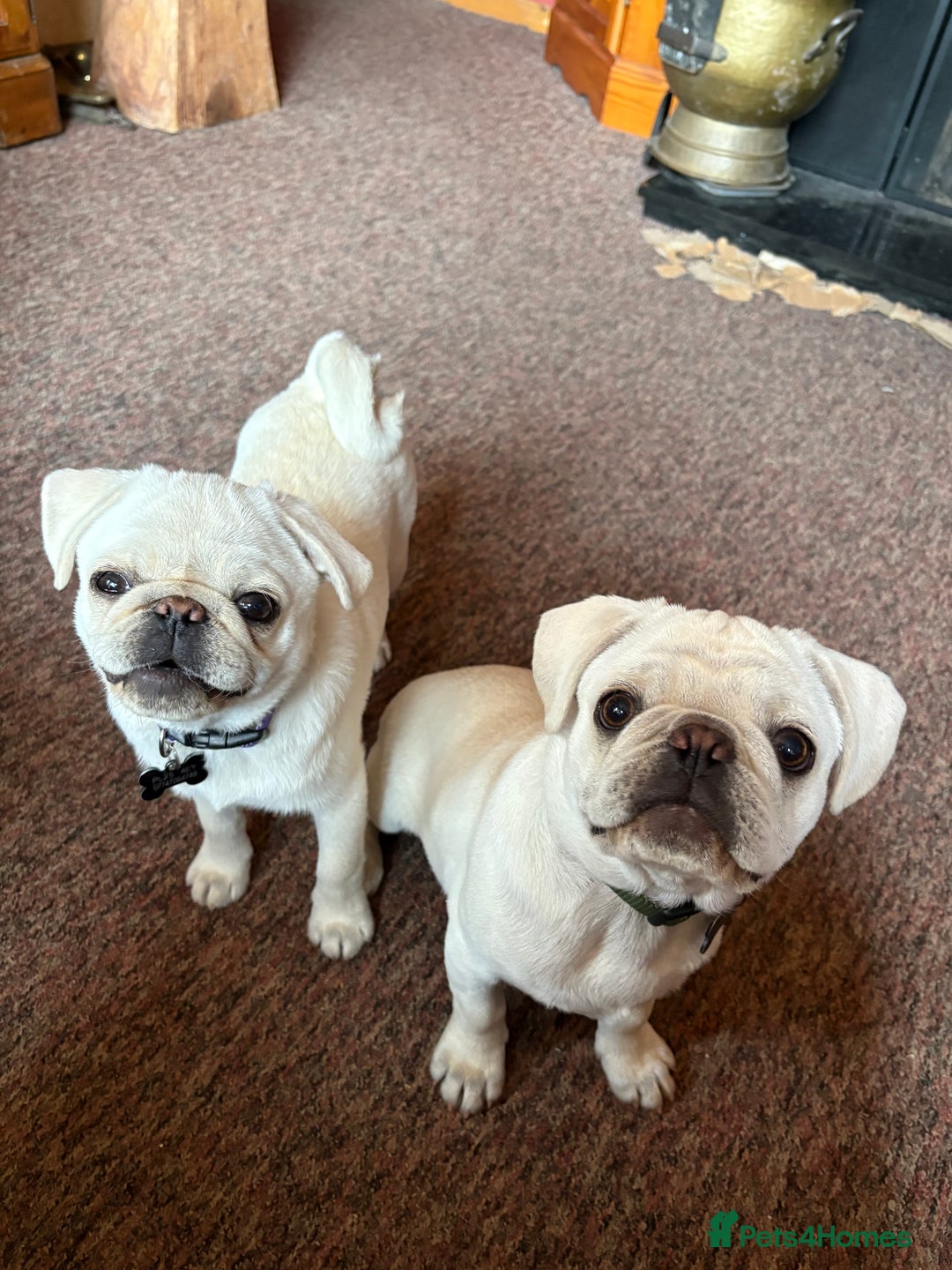 Pug dogs for sale: 2 Beautiful Pug Boys - Image 1