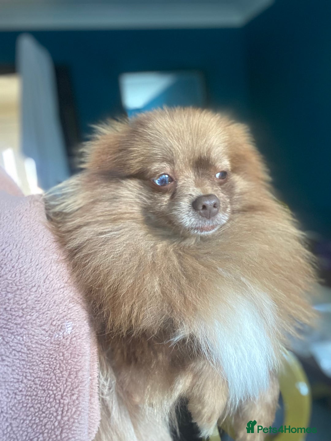 Pomeranian dogs for sale: Female pom 3 years old read description  - Image 4