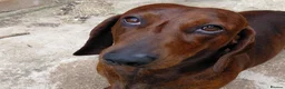 Dachshund dogs for sale: 5 kc standard smooth dachshunds  - Advert 4