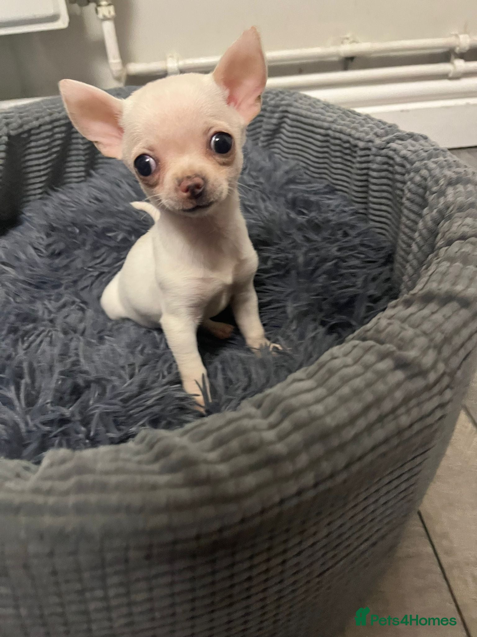 Chihuahua dogs Chihuahua puppies - Advert 1