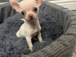 Chihuahua dogs Chihuahua puppies - Advert 3