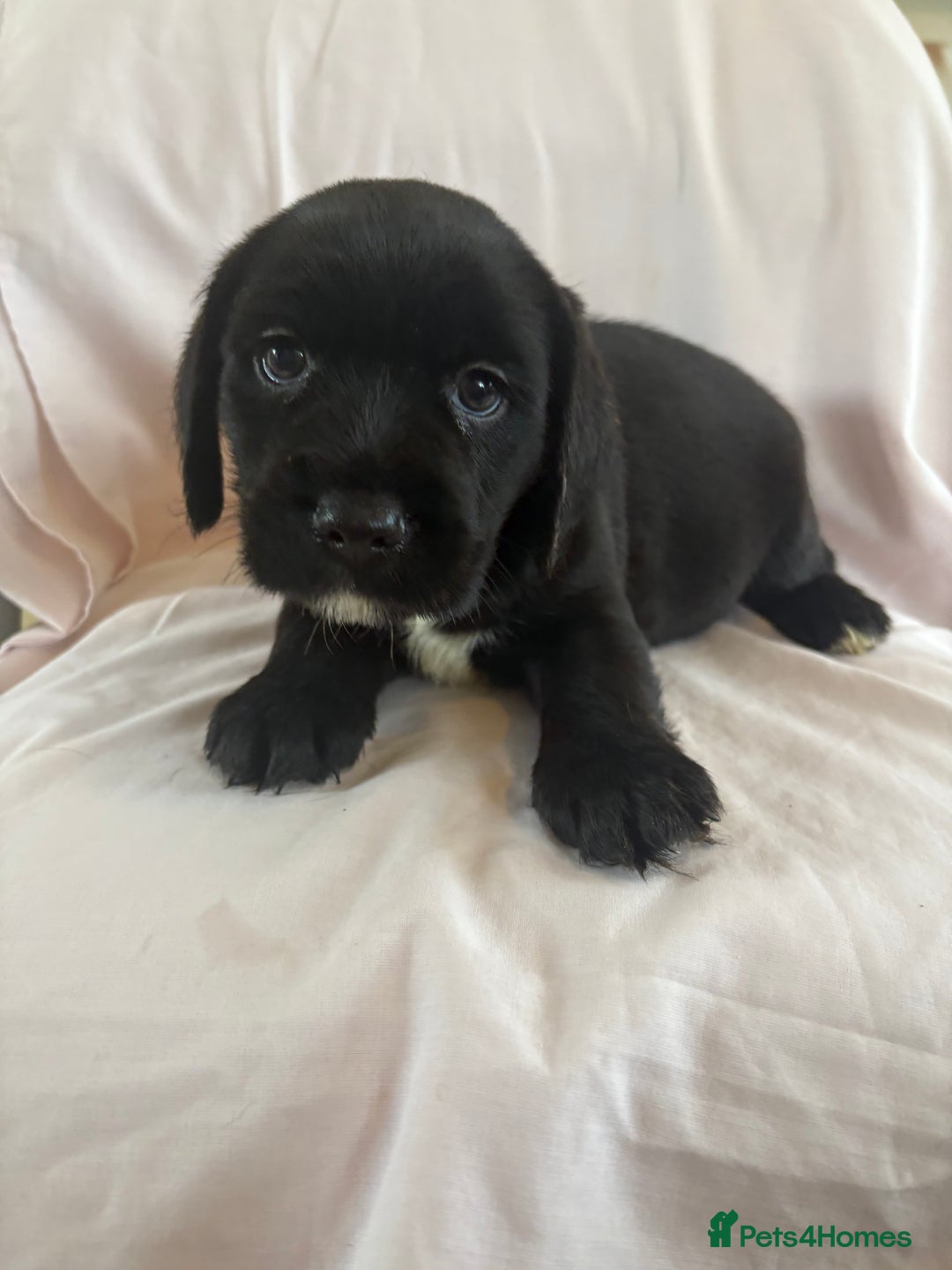 Mixed Breed dogs for sale: Cocker spaniel / border terrier  - Advert 5