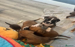 Boxer dogs for sale: 6 boxer pups available in three weeks time 🐾 - Image 12