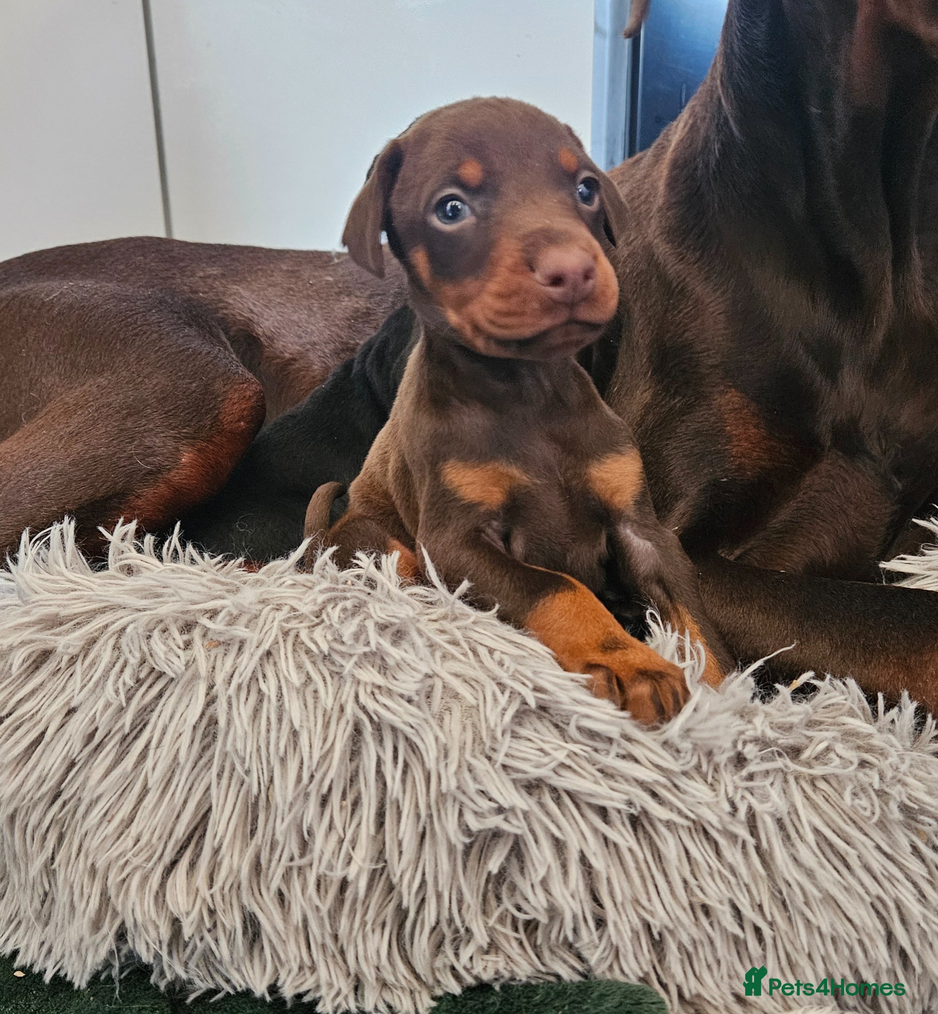 Dobermann dogs 🐾 Doberman Puppies – Waiting List Now Open 🐾 - Advert 14