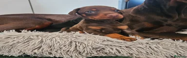 Dobermann Puppy 1