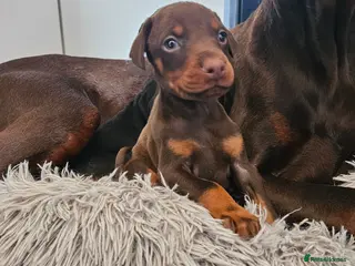 Dobermann dogs 🐾 Doberman Puppies – Waiting List Now Open 🐾 - Advert 14