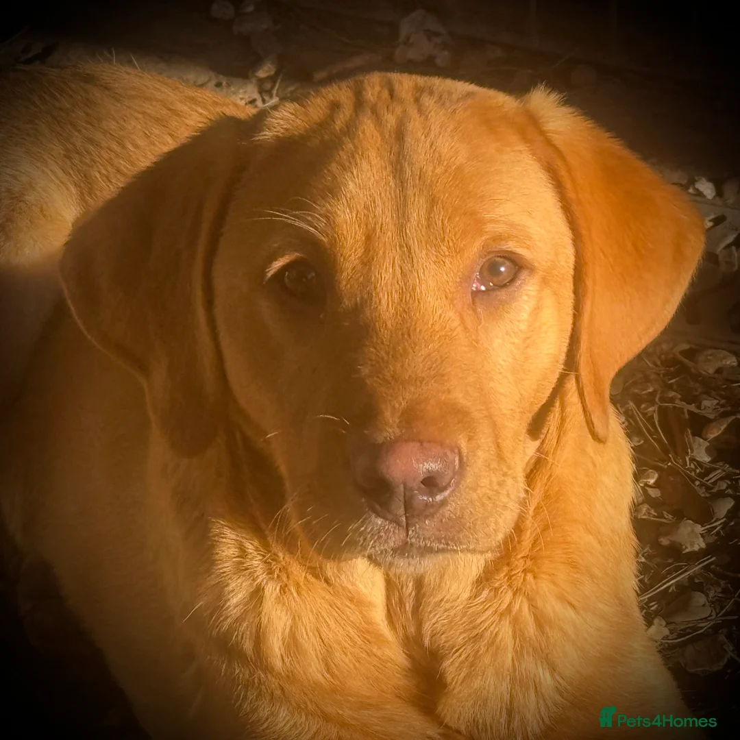 Labrador Retriever dogs for sale: Roger the Fox Red Lab - Advert 7