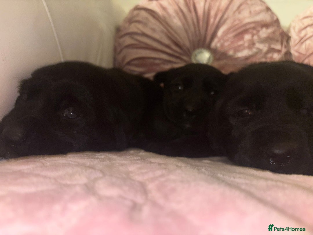 Goldador dogs for sale: Gorgeous Black Goldador Pups - Advert 10
