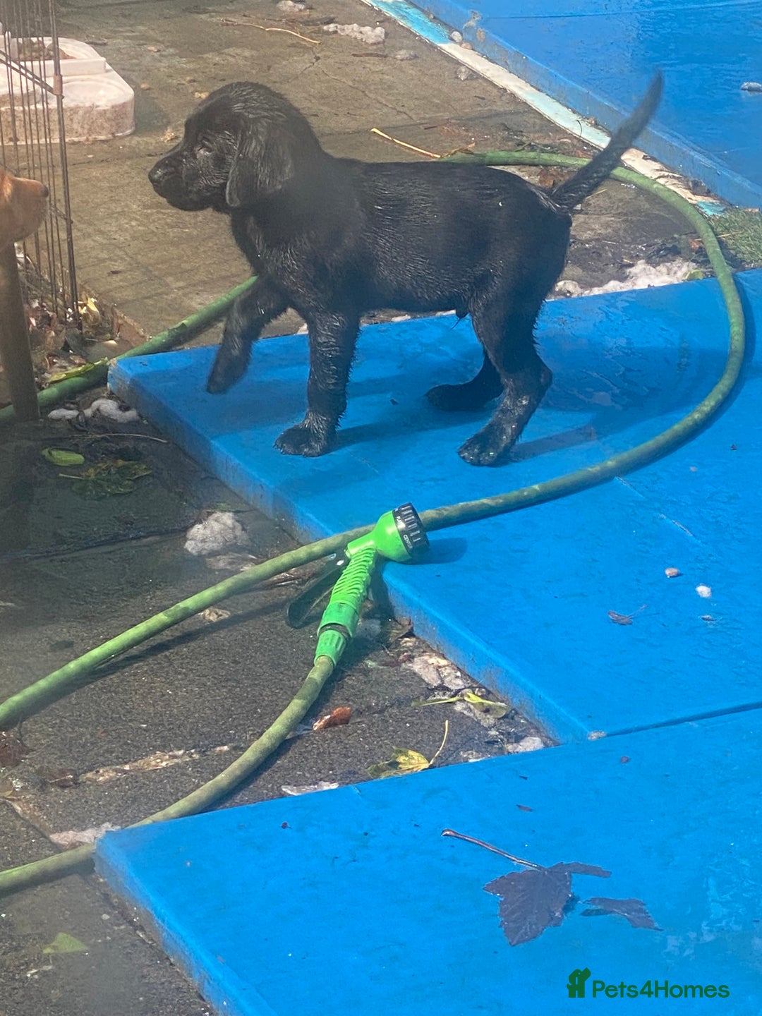 Labrador Retriever dogs for sale: Kc Labrador puppy ALLinjectionsfleawormchipinsured - Image 39