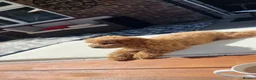 Toy Poodle dogs for sale: Red toy poddle 5months old in Gravesend - Advert 7