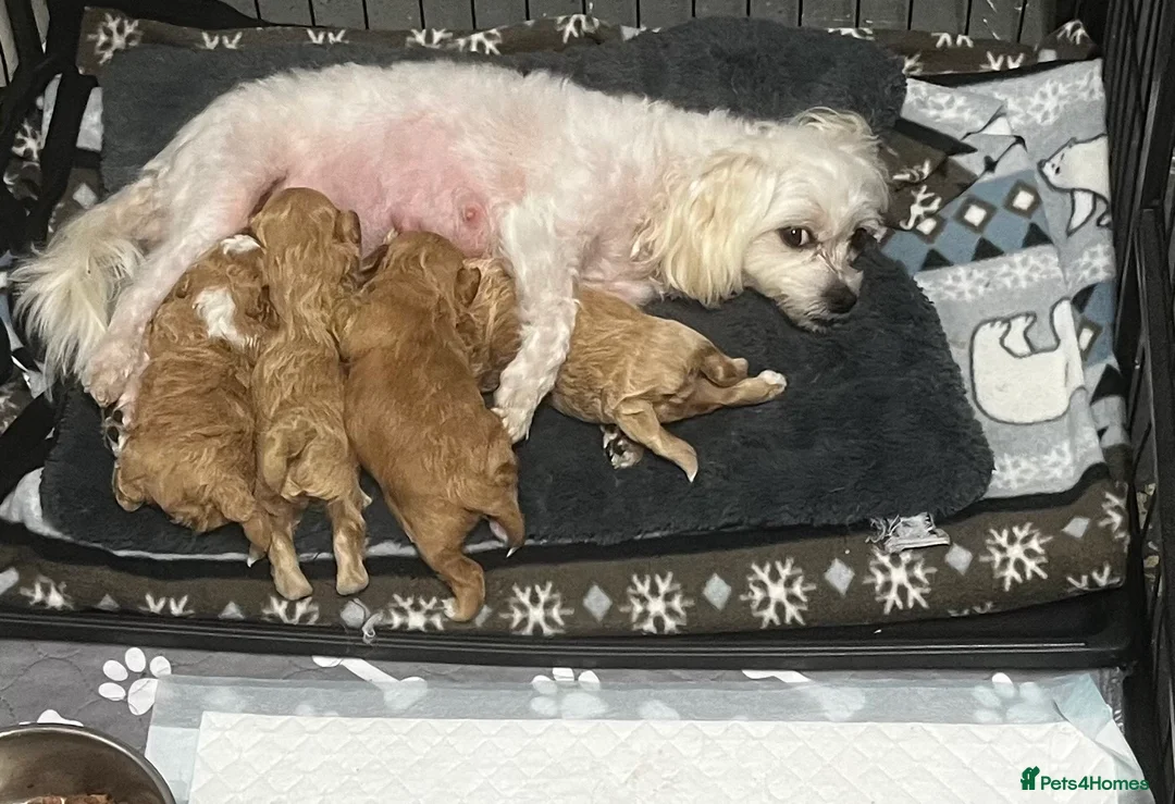 Maltipoo dogs for sale: Gorgeous Maltipoo  - Advert 1