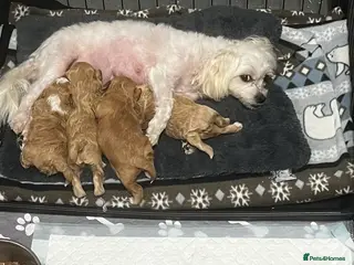 Maltipoo dogs Gorgeous Maltipoo - Advert 1