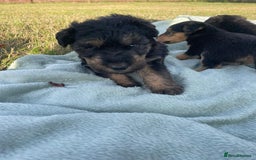 Mixed Breed dogs for sale: Foxypoo puppies for sale  - Image 9