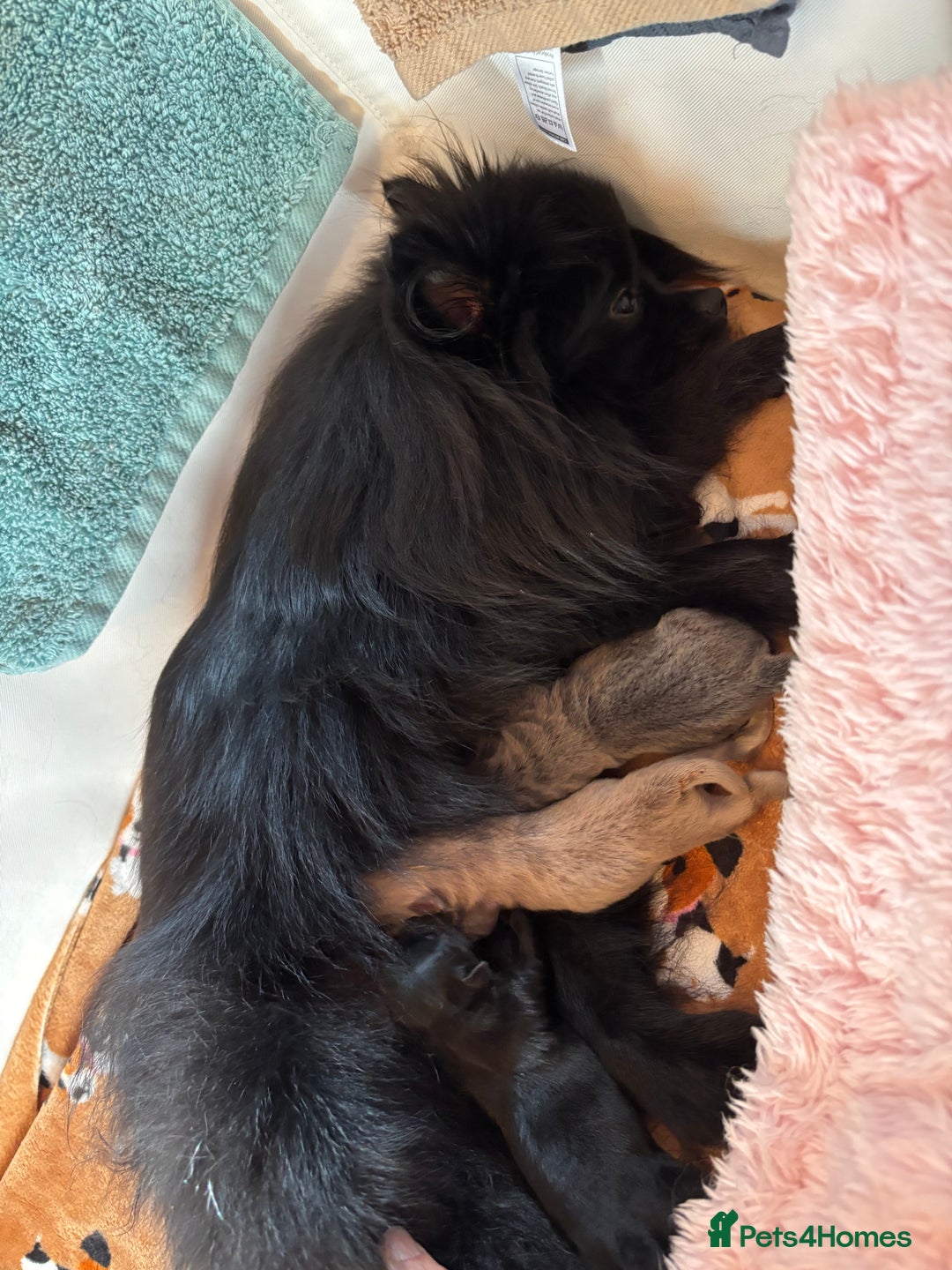 Pomchi dogs for sale: Primrose’s precious pomchi babies - Advert 20