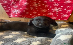 Springador dogs for sale: Beautiful Springador Puppies  - Advert 14