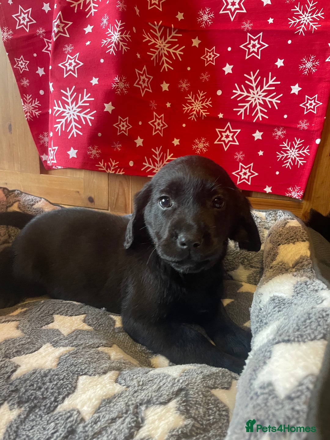 Springador dogs for sale: Beautiful Springador Puppies  - Advert 14