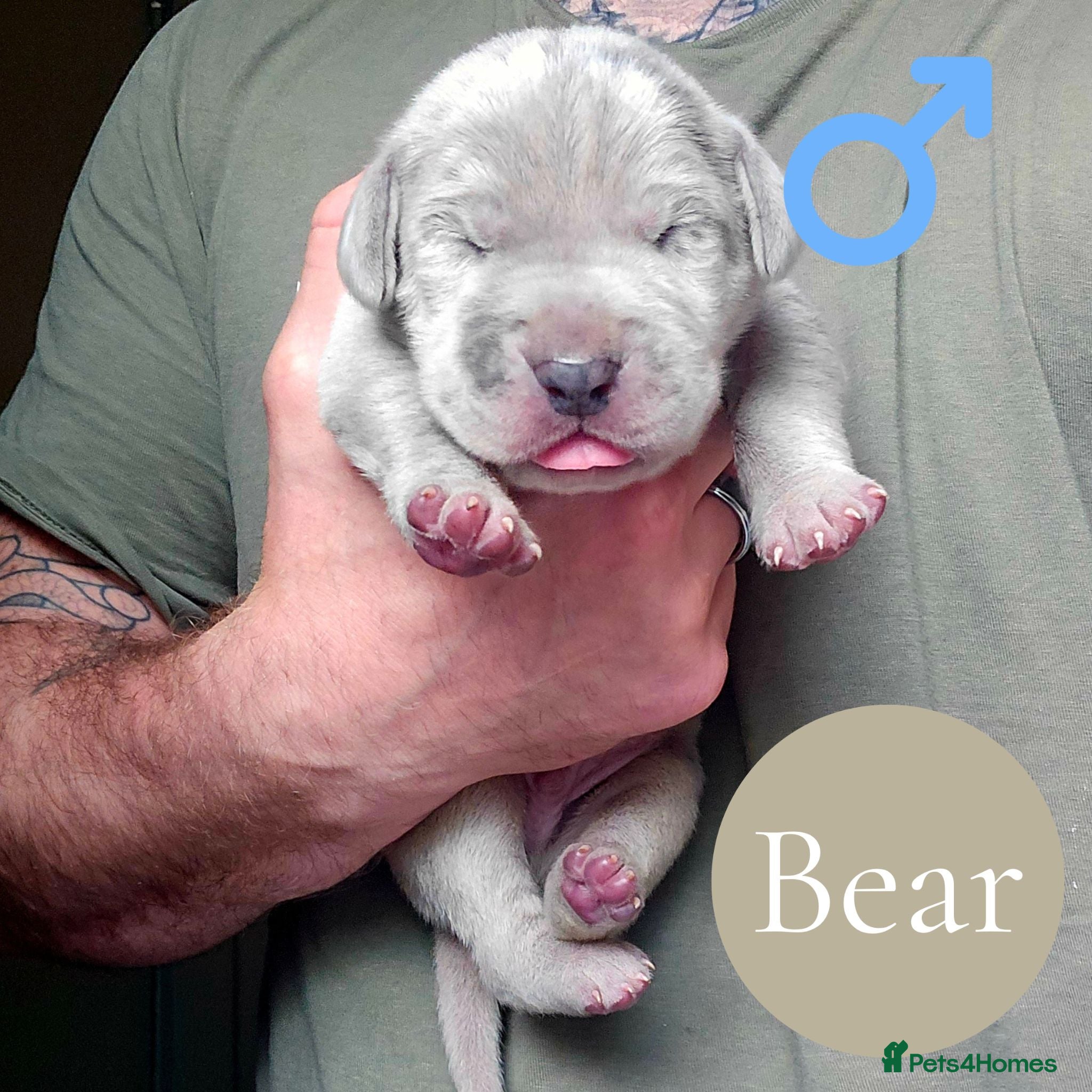 Mixed Breed dogs Chunky Silver Daniff Pups-Exceptional Temperament - Advert 2