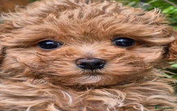 Maltipoo dogs for sale: 🐶Rare Asian/Korean Tiny Maltipoo Puppies🐶 - Image 18