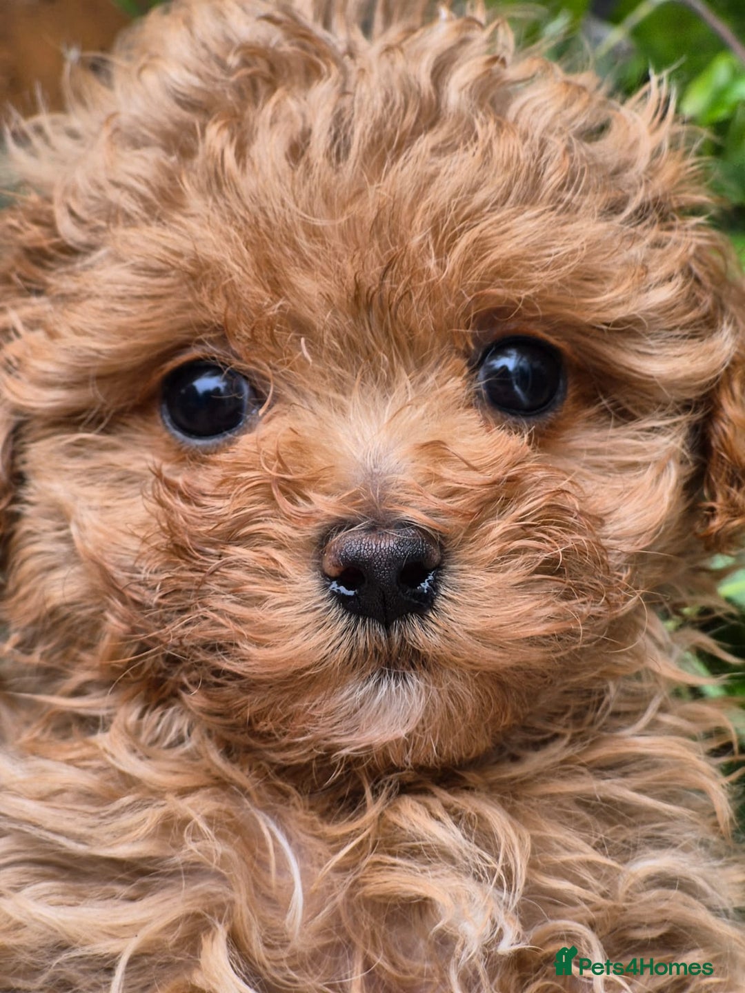 Maltipoo dogs for sale: 🐶Rare Asian/Korean Tiny Maltipoo Puppies🐶 - Image 18