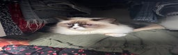 Ragdoll cats for sale: Pickle - Advert 5