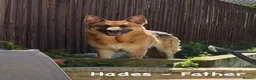 German Shepherd dogs for sale: German Shepherd Puppies for Sale in Swindon - Advert 3