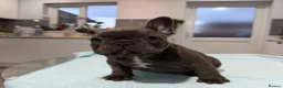 French Bulldog dogs for sale: French Bulldog puppies one girl and one boy - Advert 16