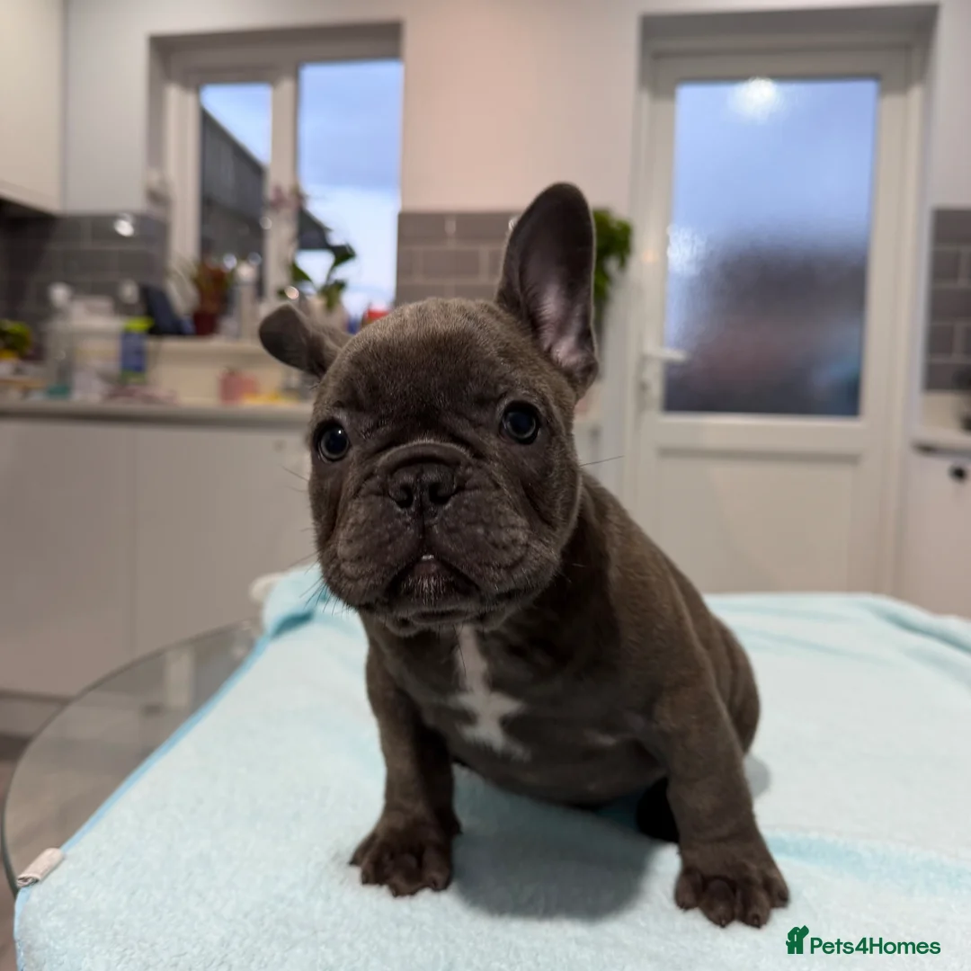 French Bulldog dogs for sale: French Bulldog puppies one girl and one boy - Advert 16