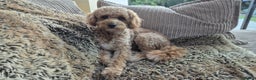 Mixed Breed dogs for sale: Beautiful Cavapoochons - Advert 7