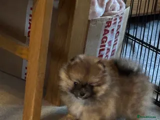 Pomeranian dogs Pomeranian puppy for sale - Advert 2