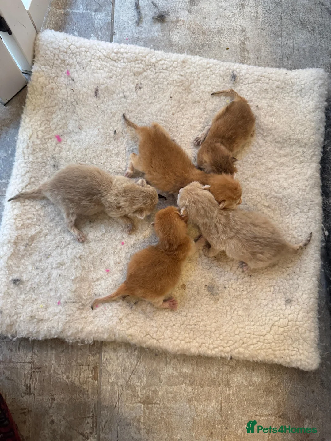 British Shorthair cats for sale: ✨🐾 Amazing Golden lilac BSH 🐾✨ - Advert 1