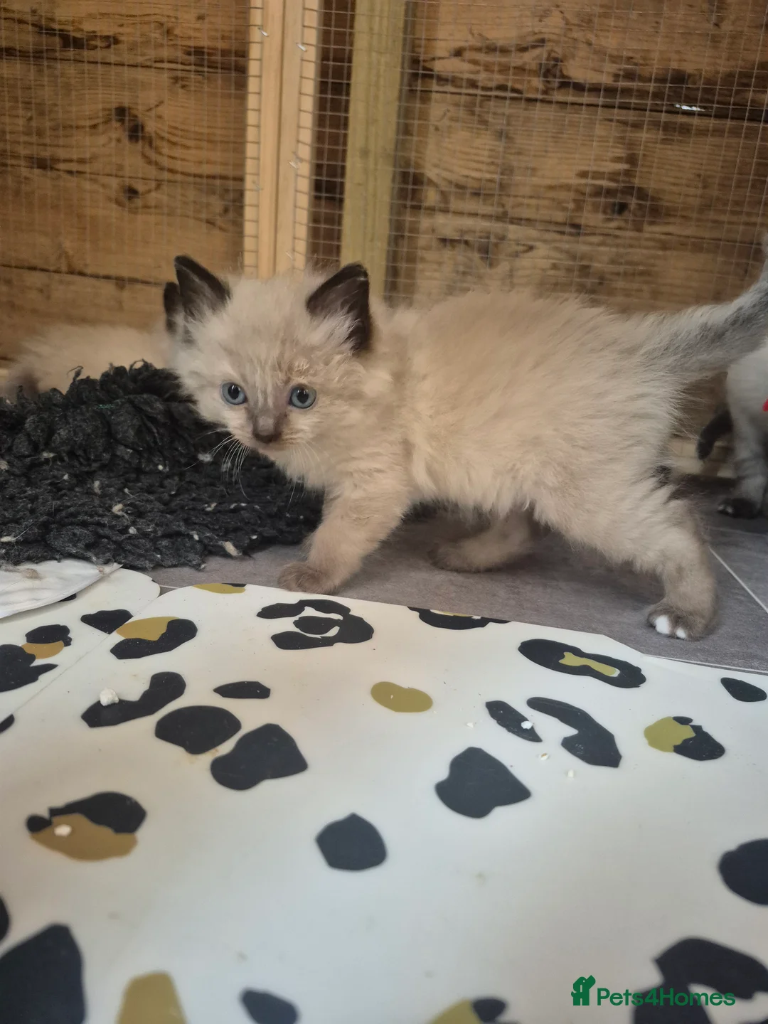 Ragdoll cats for sale: 3 sealpoint male ragdoll kittens - Advert 2