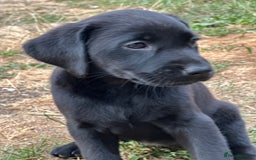 Labrador Retriever dogs for sale: 2beautiful black puppiesAVAILABLE READY to leave. - Image 7