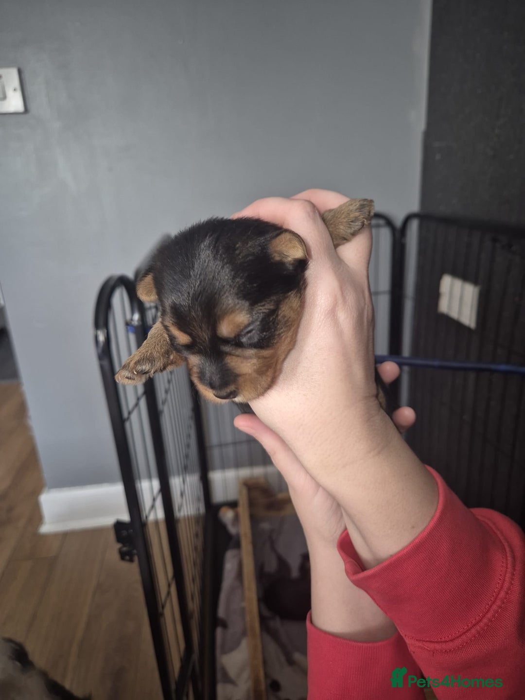 Yorkshire Terrier dogs for sale: Gorgeous yorkshire terrier puppies - Advert 6