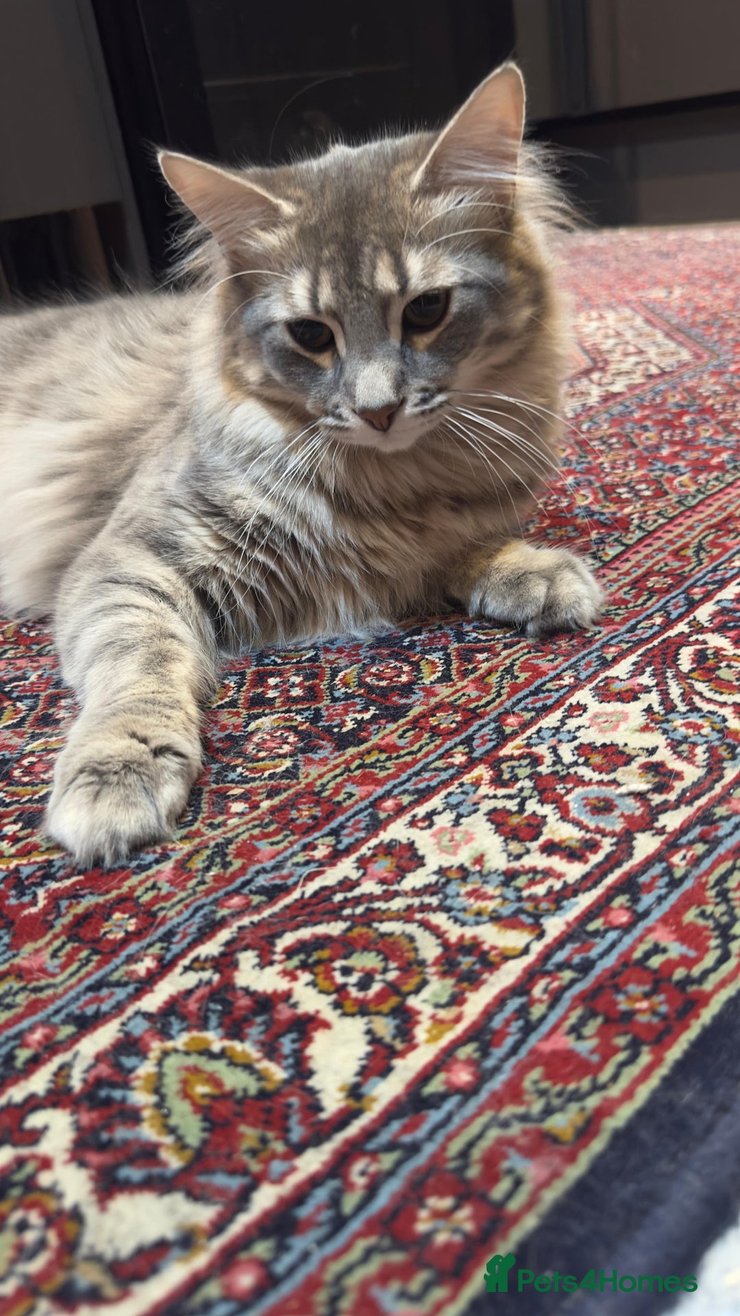 Maine Coon cats for sale: malio - Image 4