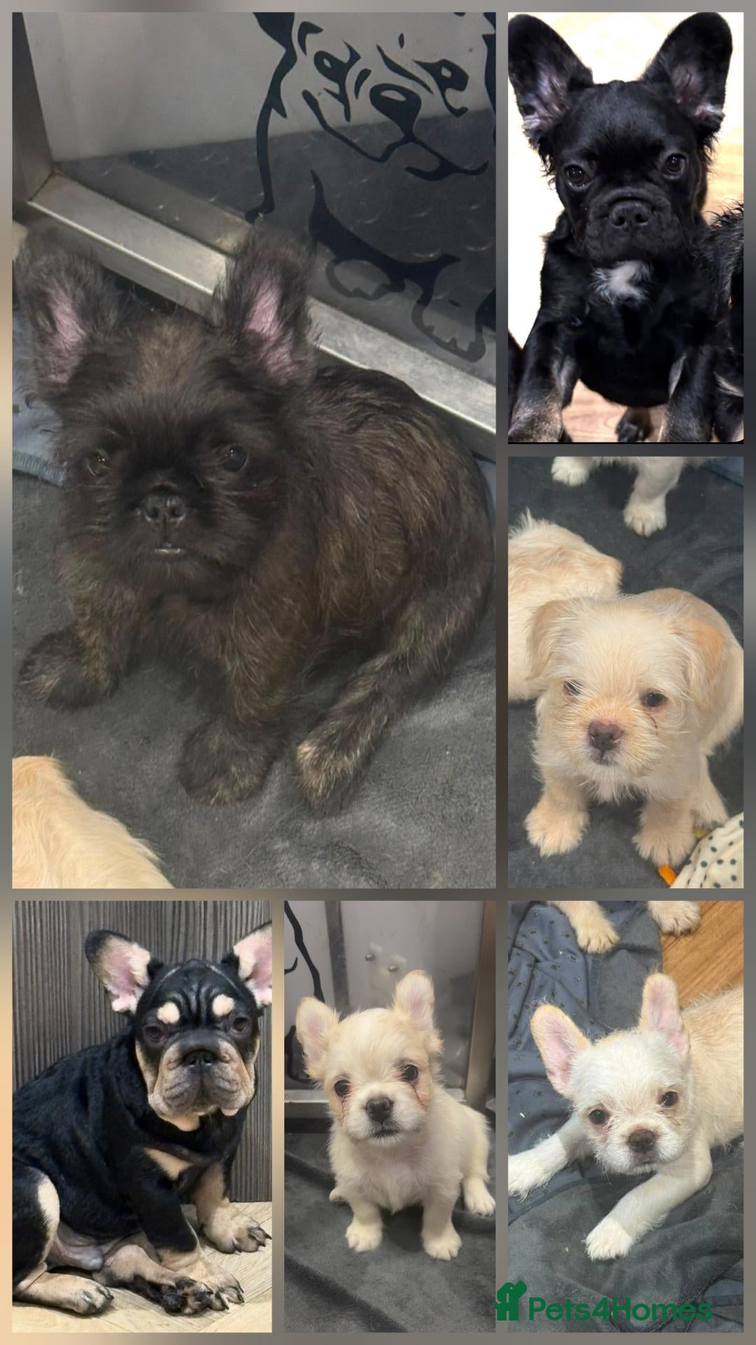 French Bulldog dogs fully vac French bulldog pups ready now  - Advert 1