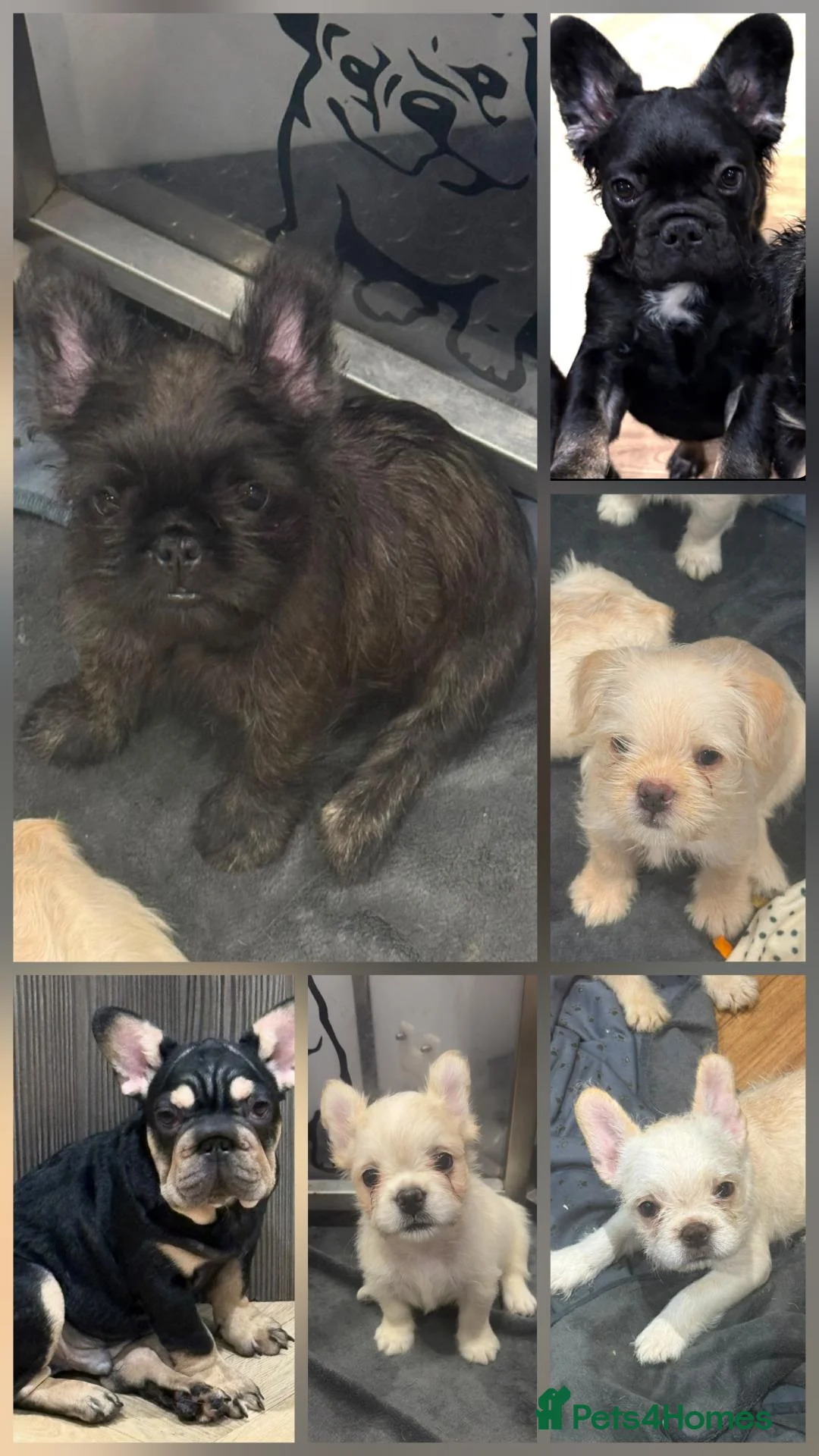 French Bulldog dogs for sale: fully vac French bulldog pups ready now  - Advert 1