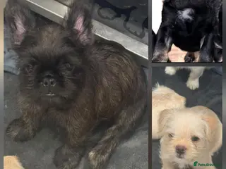 French Bulldog dogs fully vac French bulldog pups ready now - Advert 1