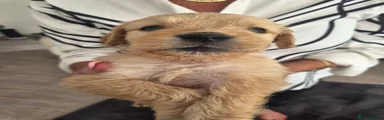 Puppy 1