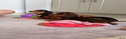 Miniature Dachshund dogs for sale: Pra clear mini dachshunds  - Advert 28